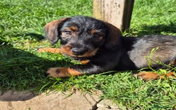 Mixed Breed dogs for sale: Wire Haired Daschund x Rottweiler  - Image 19