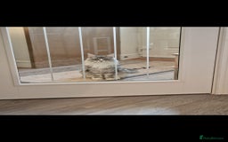 Maine Coon cats for sale: 💙Beautiful Maine Coon (GCCF reg) 💙 - Advert 7