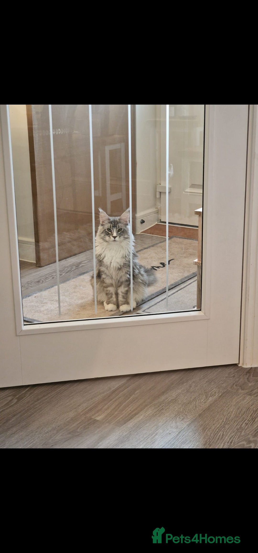 Maine Coon cats for sale: 💙Beautiful Maine Coon (GCCF reg) 💙 - Advert 7