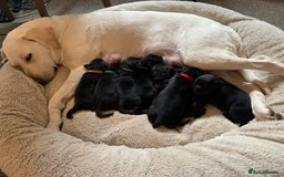 Labrador Retriever dogs for sale: Adorable Labrador pups ready for their foreve - Image 3