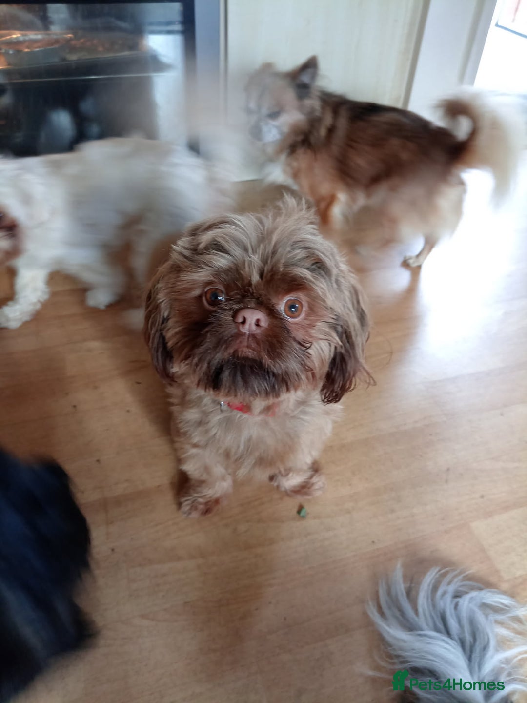 Shih Tzu dogs for sale: TWO CHOCOLATE SHIHTZU PUPS - Advert 3