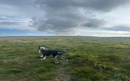Huntaway dogs for sale: New Zealand Huntaway Puppies  - Image 12