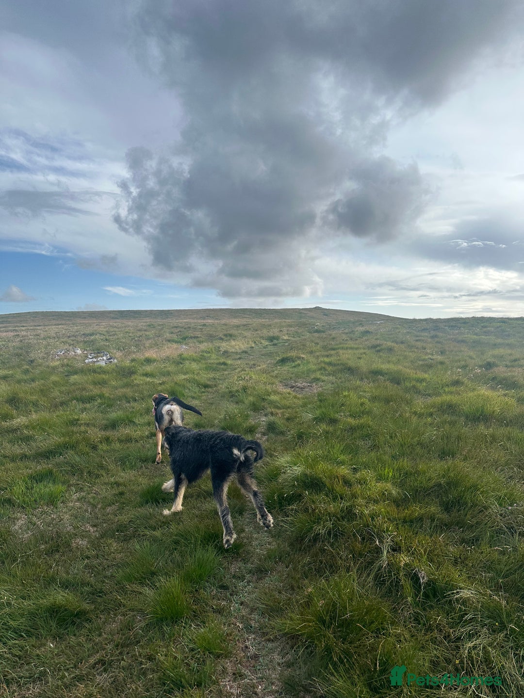 Huntaway dogs for sale: New Zealand Huntaway Puppies  - Image 12