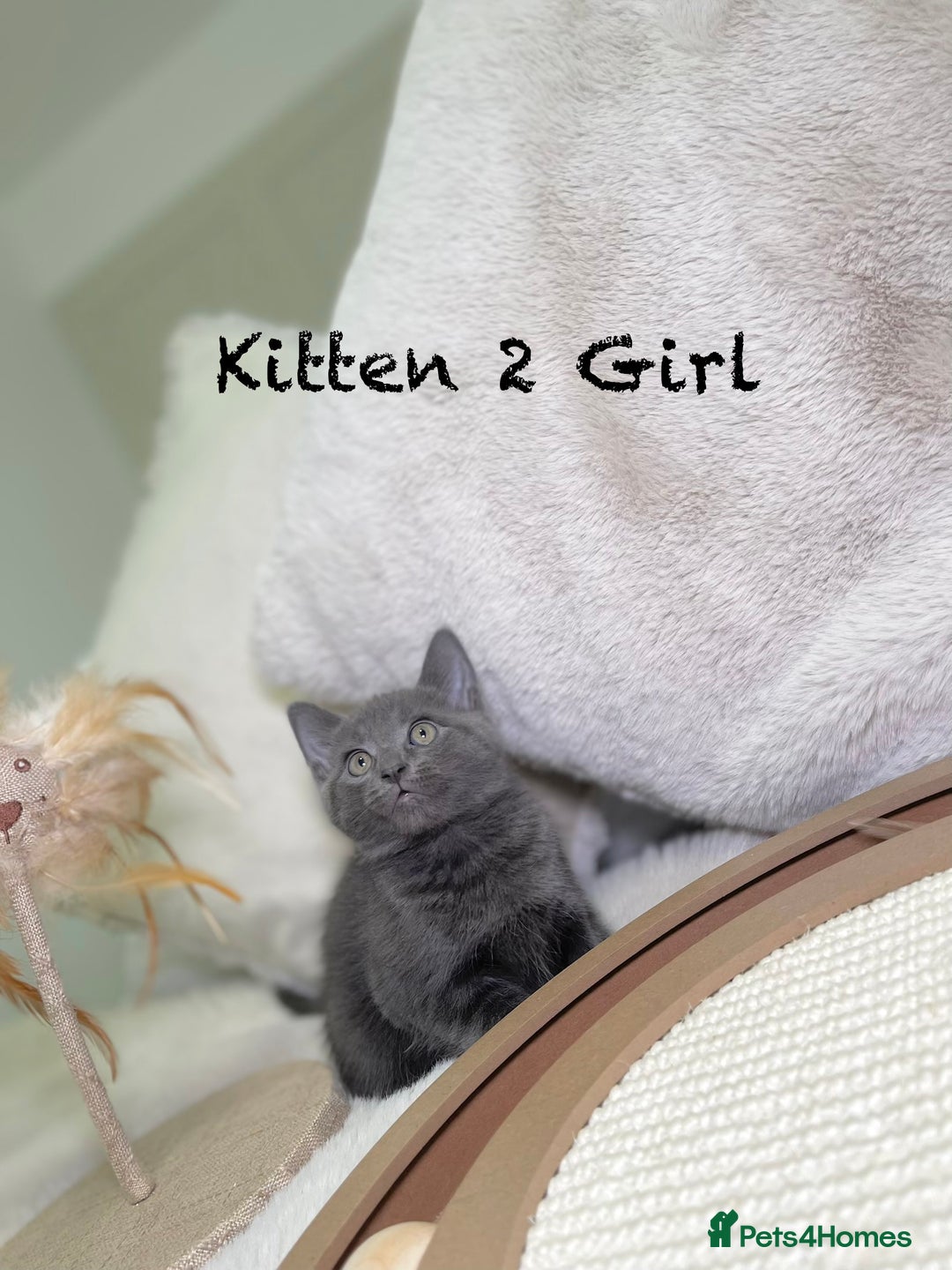 Mixed Breed cats for sale: Stunning kittens ready now  - Advert 23