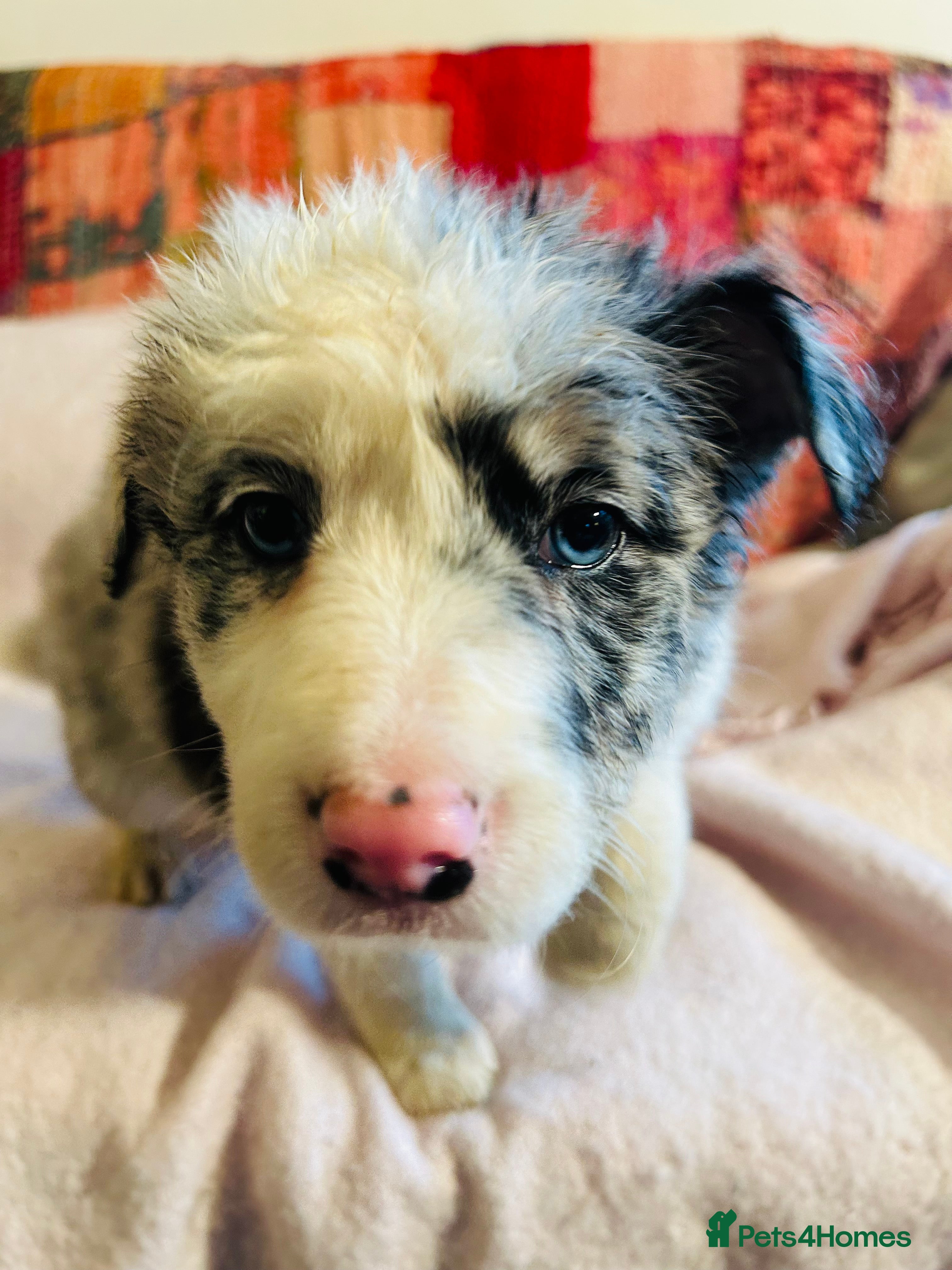 Border Collie dogs BEAUTIFUL BORDER COLLIE PUPS - Advert 1