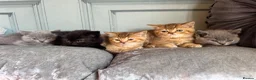 British Shorthair cats for sale: stunning affectionate Kittens available - Advert 9