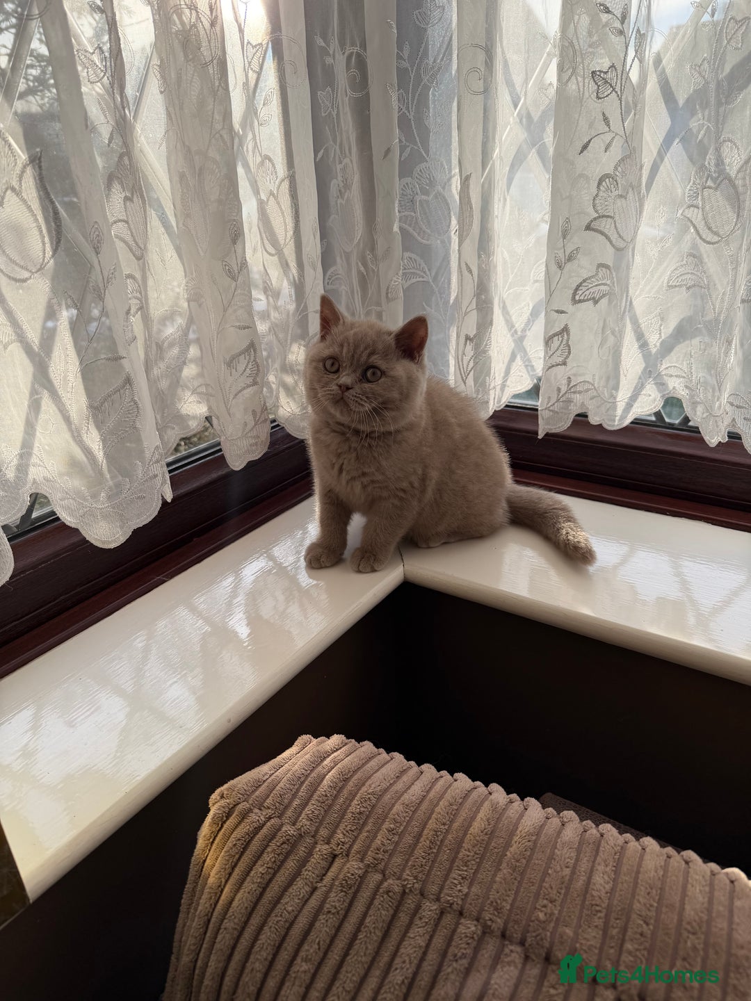 British Shorthair cats for sale: British Shorthair kittens  - Advert 17