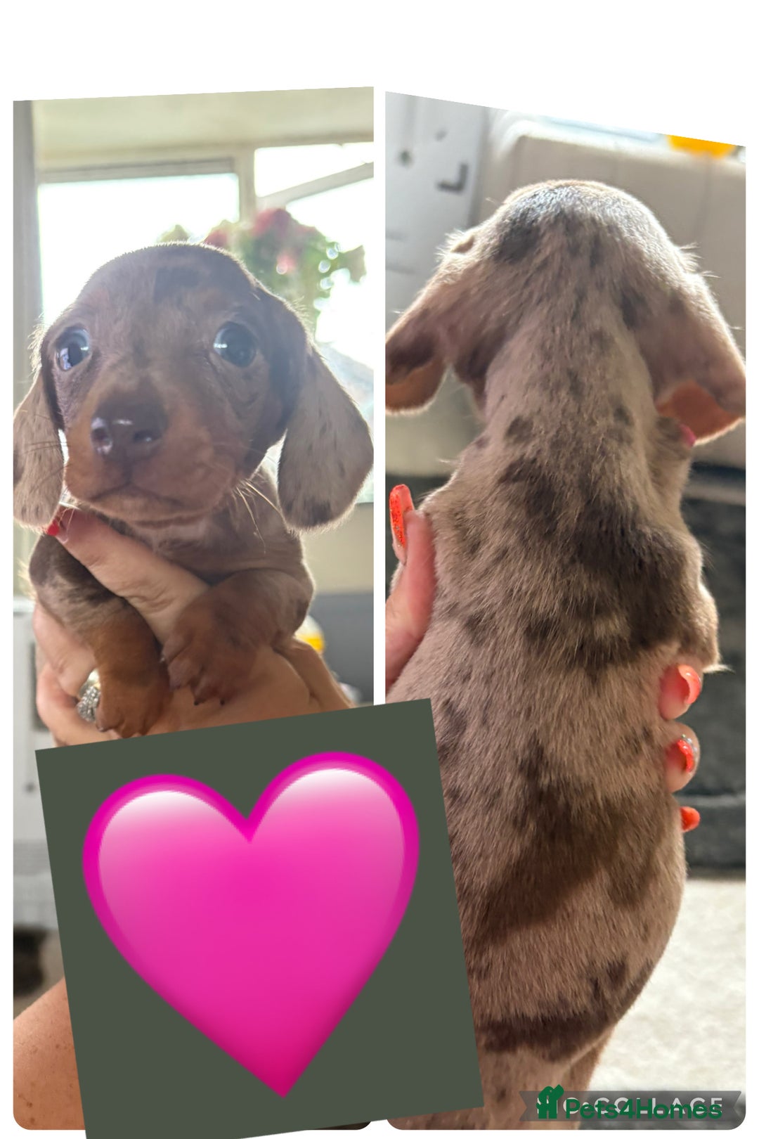 Miniature Dachshund dogs for sale: Miniature dachshund puppy’s - Image 4