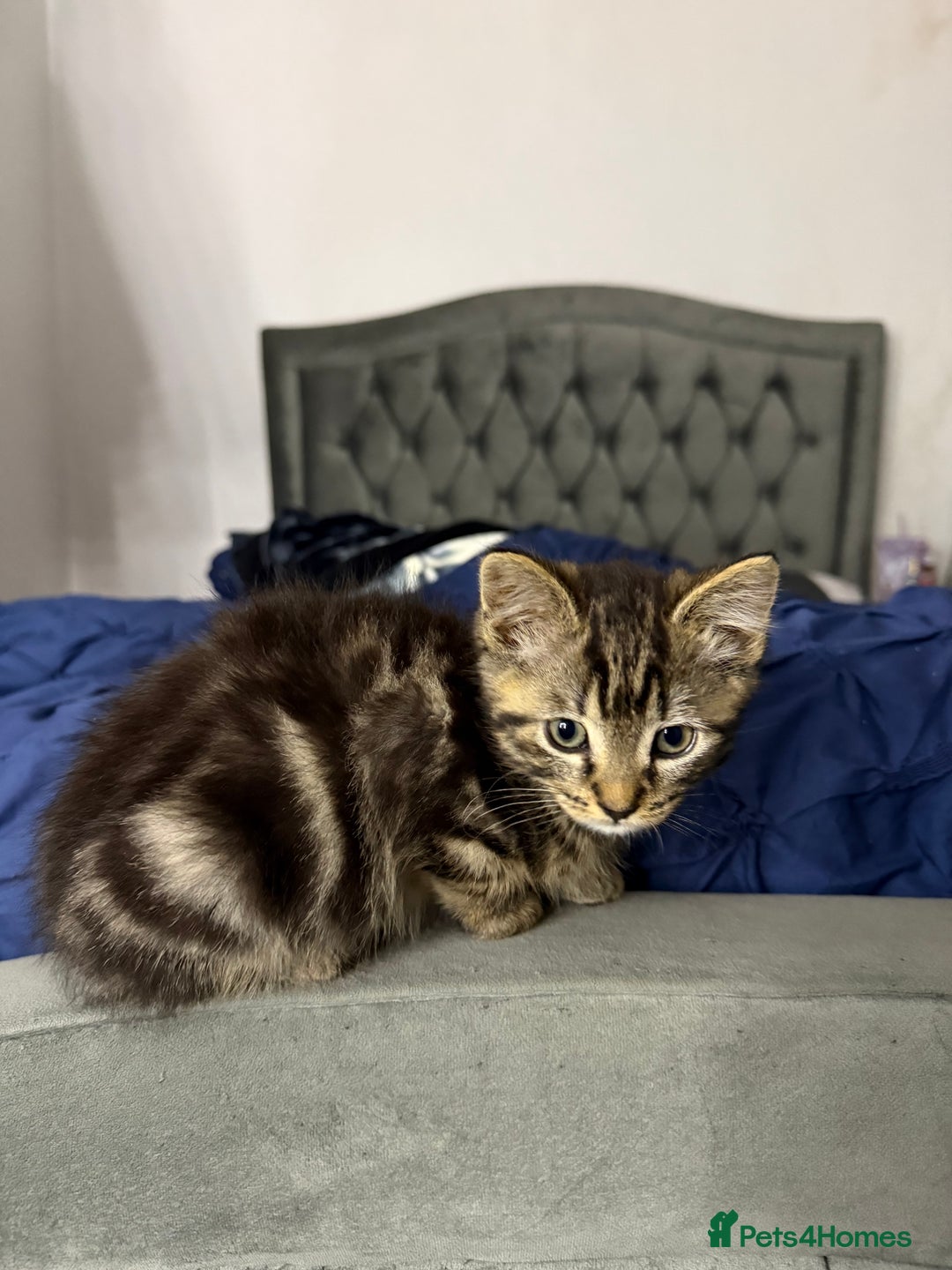 Mixed Breed cats for sale: 10-Week-Old Playful Kittens Seeking Loving Homes - Advert 17