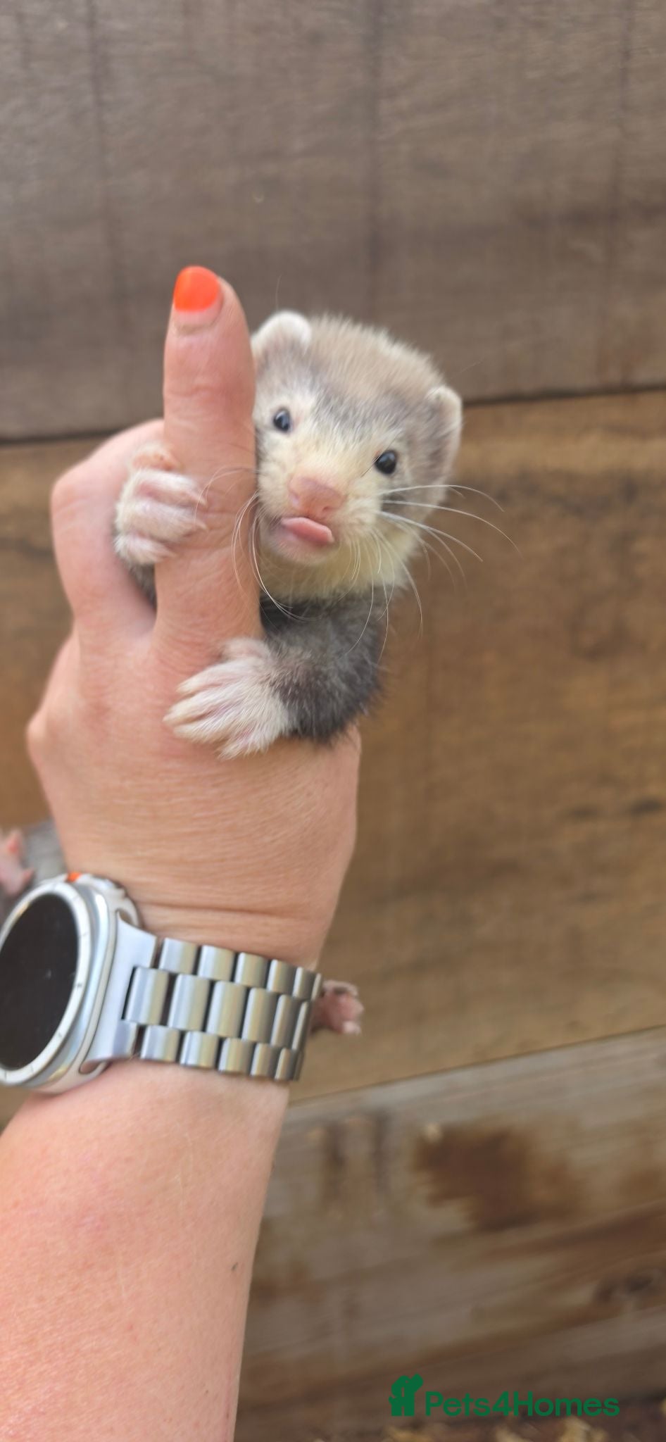 Ferret rodents Ferret kits for sale  - Advert 7