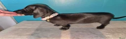 Miniature Dachshund dogs for sale: REDUCED✨️ RTG NOW✨️SOLID COLOURS✨️ MINI DACHSHUNDS - Advert 6