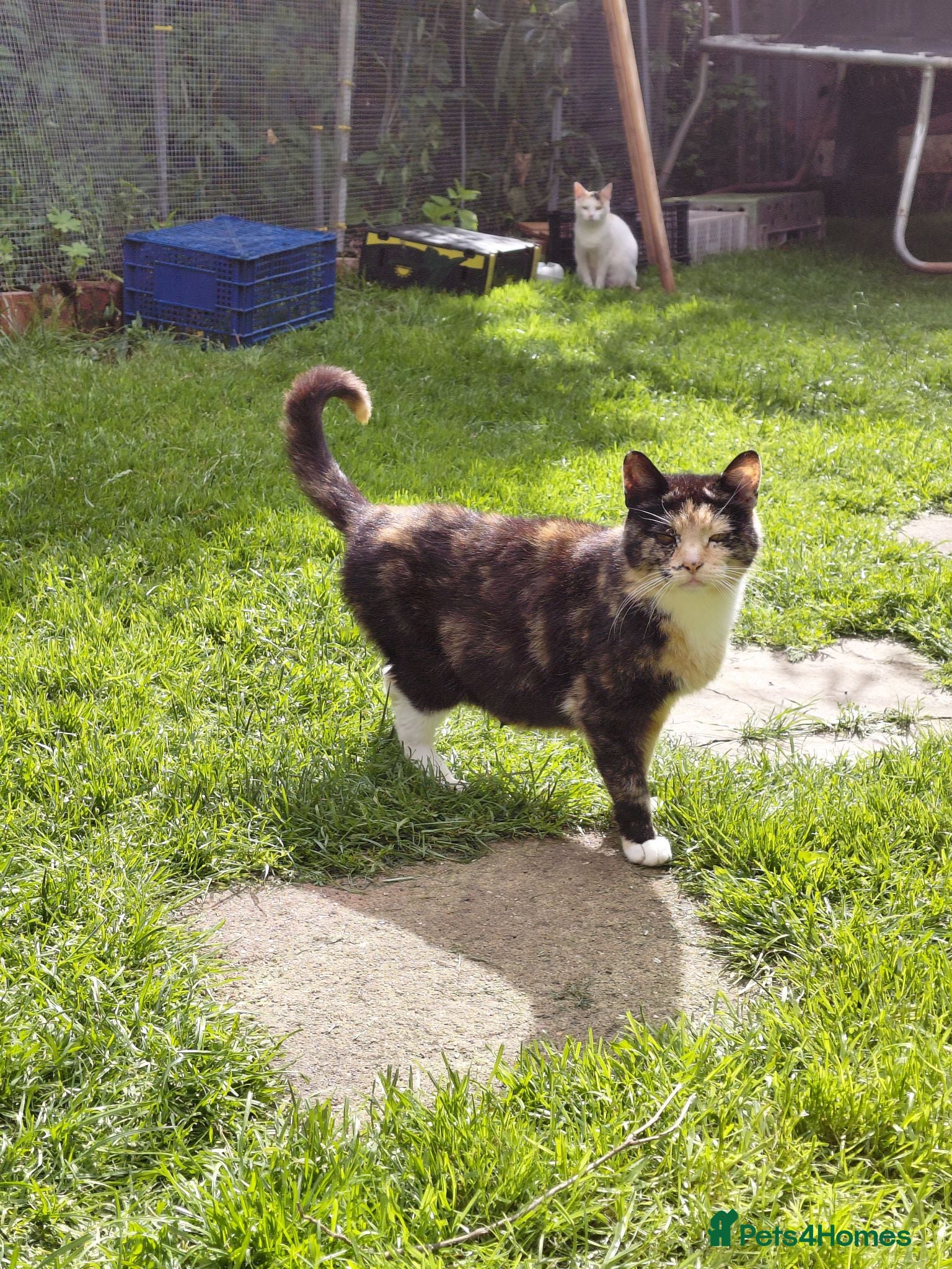 Mixed Breed cats Gorgeous kittens for sale  - Advert 10