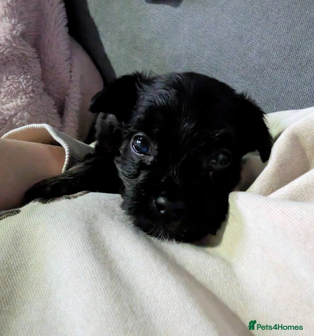 Chipoo dogs for sale: Adorable tiny chihpoo boy in Leeds - Advert 8