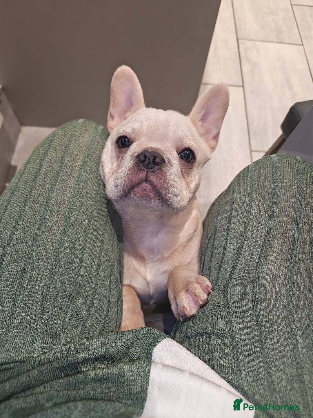 French Bulldog dogs for sale: 13 week old KC registered French bulldog - Advert 3