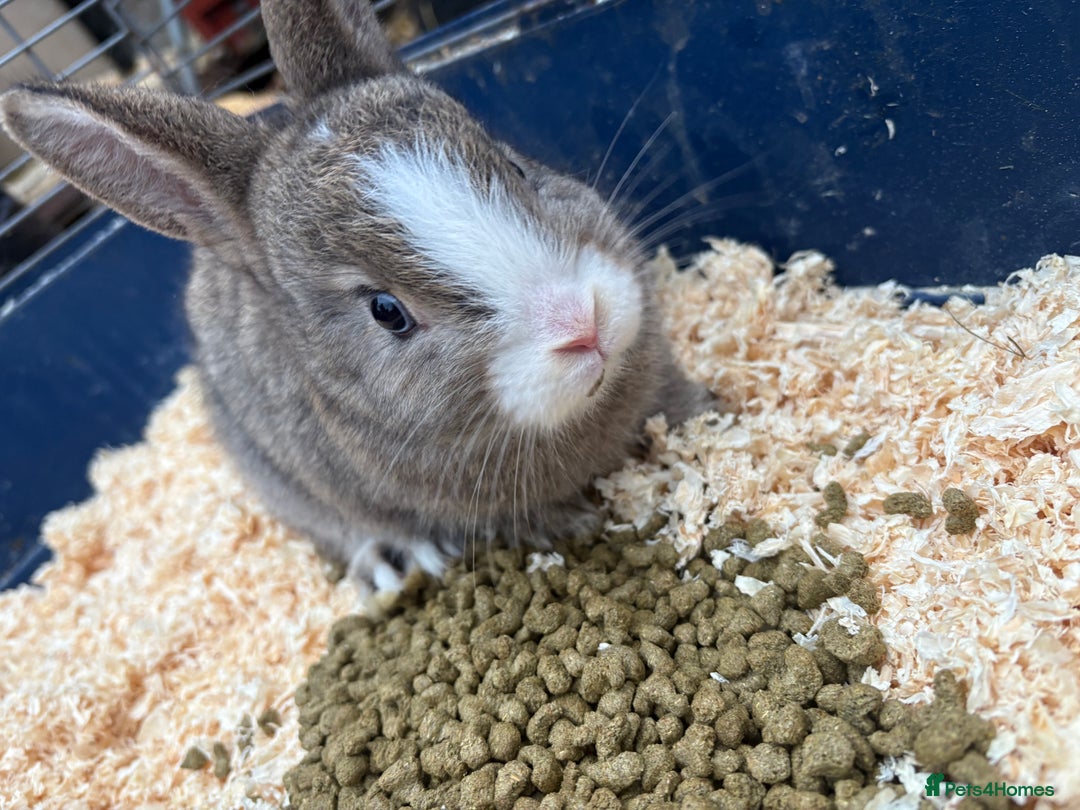 Mixed Breed rabbits for sale: Mixed breed rabbits ready now - Advert 9