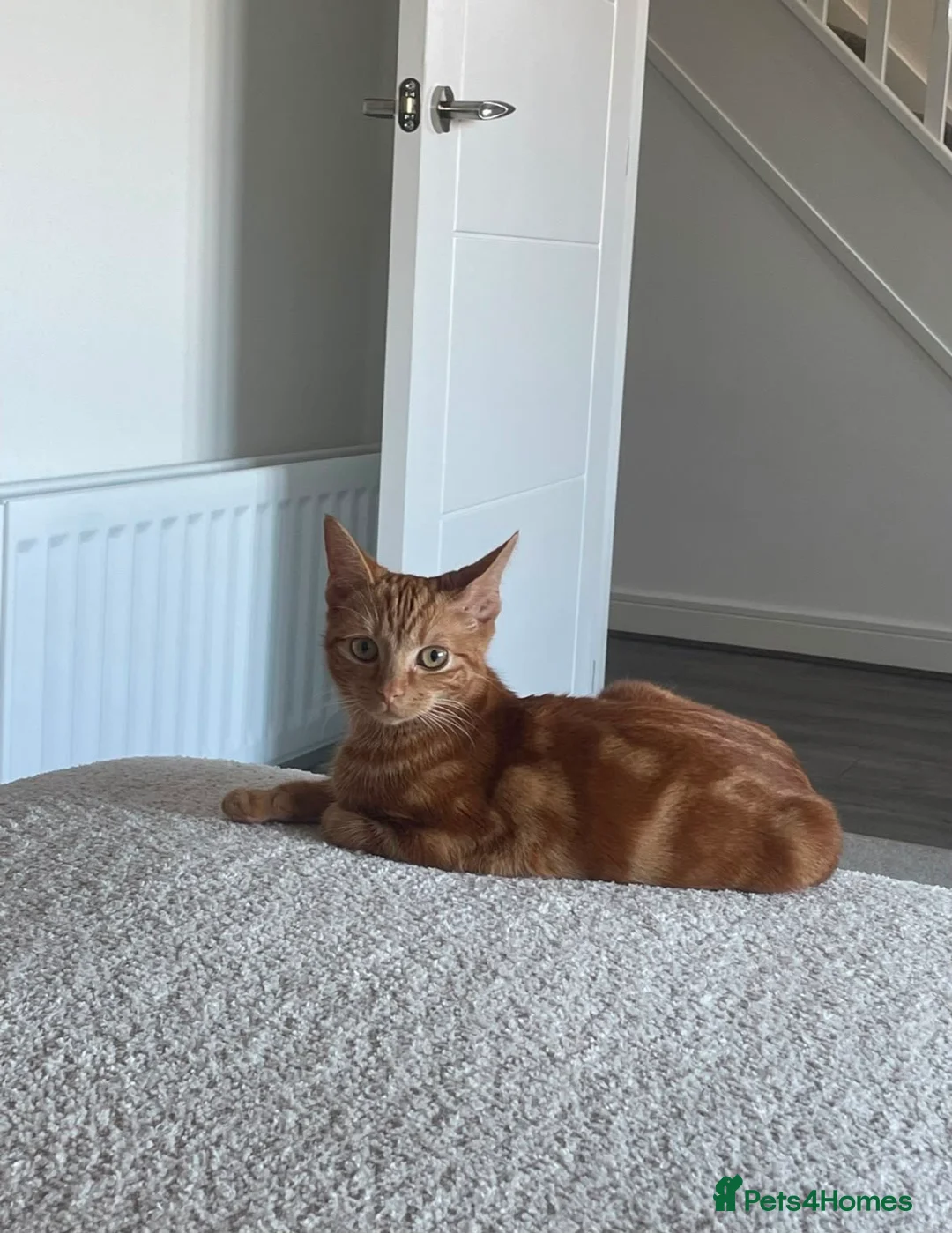 Mixed Breed cats for sale: Adorable Domestic Kittens for sale  - Advert 8