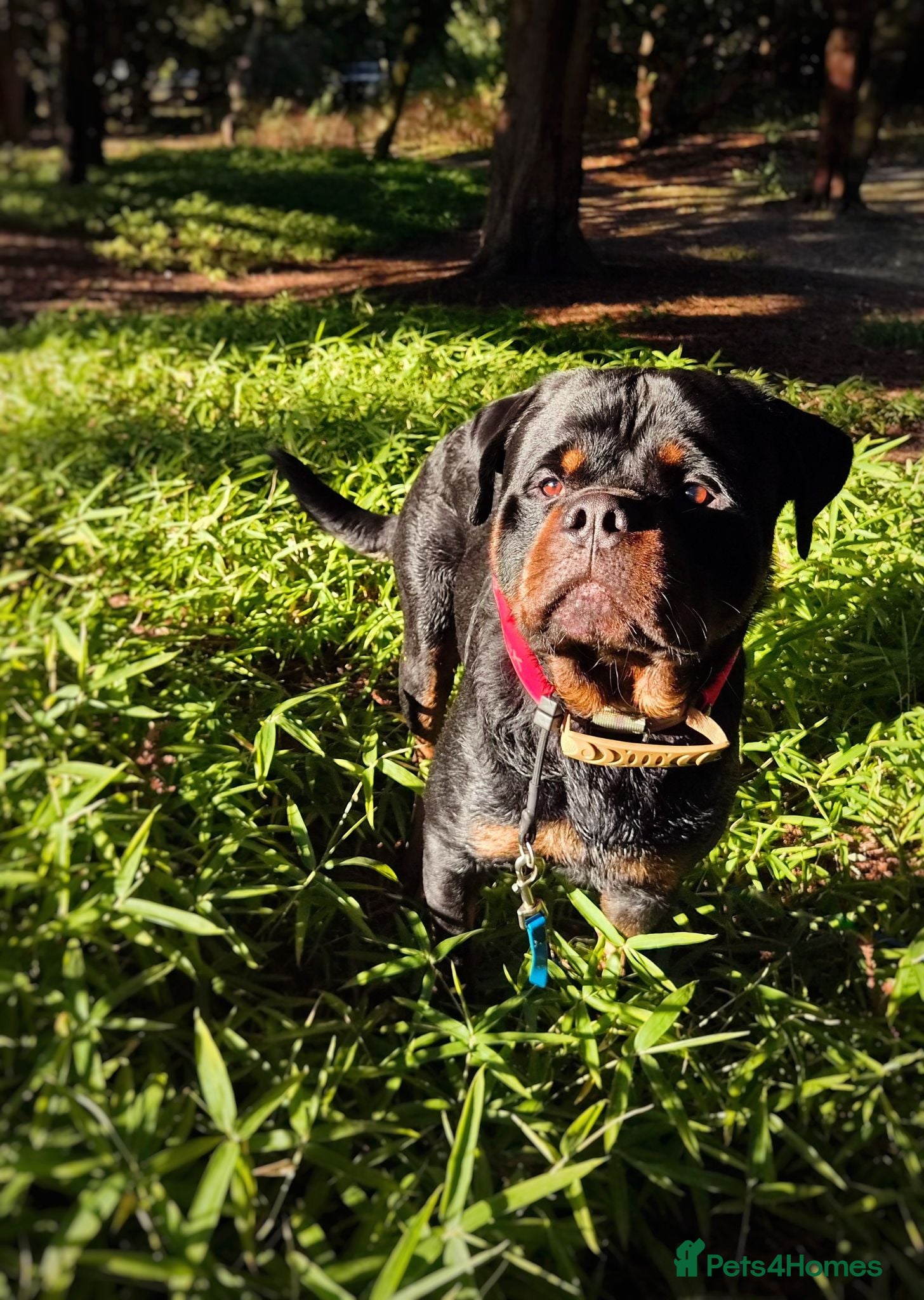 Rottweiler dogs Available stud limited time only! Serbian import - Advert 11