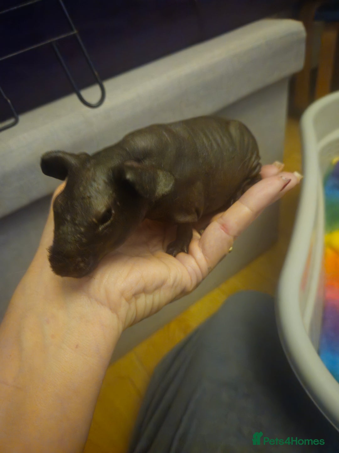 Guinea Pig rodents for sale: Mix of guinea pigs for sale  in Blackpool - Image 2