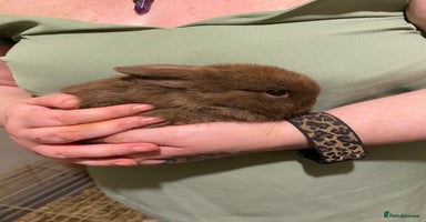 Netherland Dwarf rabbits - Advert 13