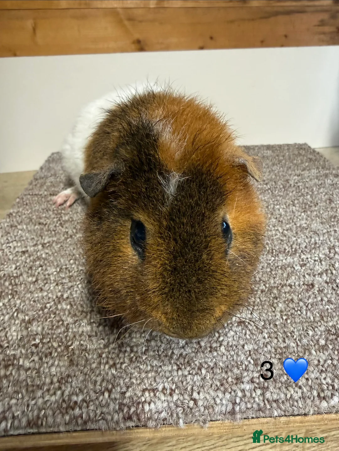Guinea Pig rodents for sale: Teddy Boars  - Advert 6