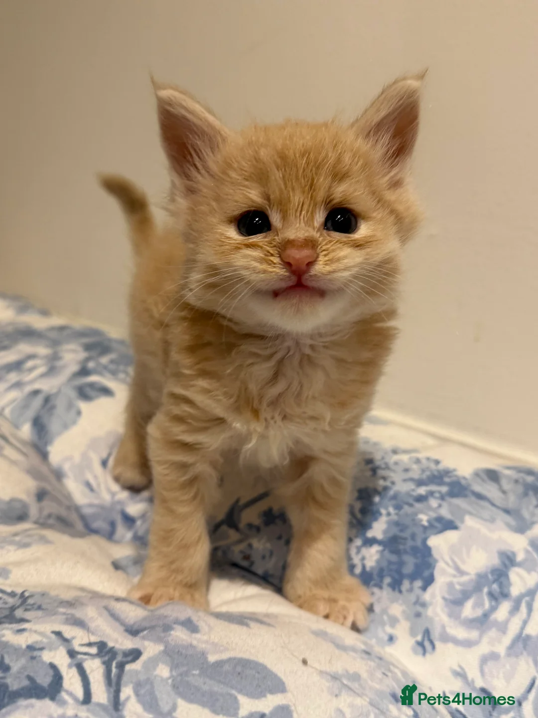 Maine Coon cats for sale: GCCF/TICA Pedigree Maine Coon Kittens - Advert 2