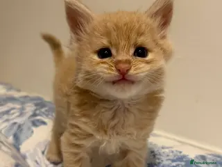 Maine Coon cats GCCF/TICA Pedigree Maine Coon Kittens - Advert 1