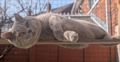 British Shorthair cats in Barnsley - Advert 3