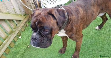 Boxer dogs Kc Registered and Heart scored Stud dog in Herne Bay - Advert 5