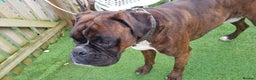 Boxer dogs for stud: Kc Registered and Heart scored Stud dog in Herne Bay - Advert 3