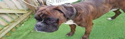 Boxer dogs for stud: Kc Registered and Heart scored Stud dog in Herne Bay - Advert 3