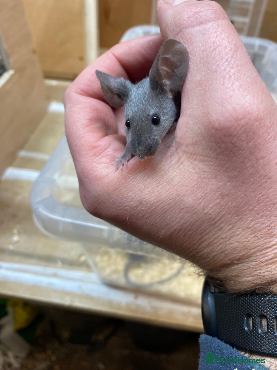 Mouse rodents for sale: Male and Female Fancy Mice - Advert 5