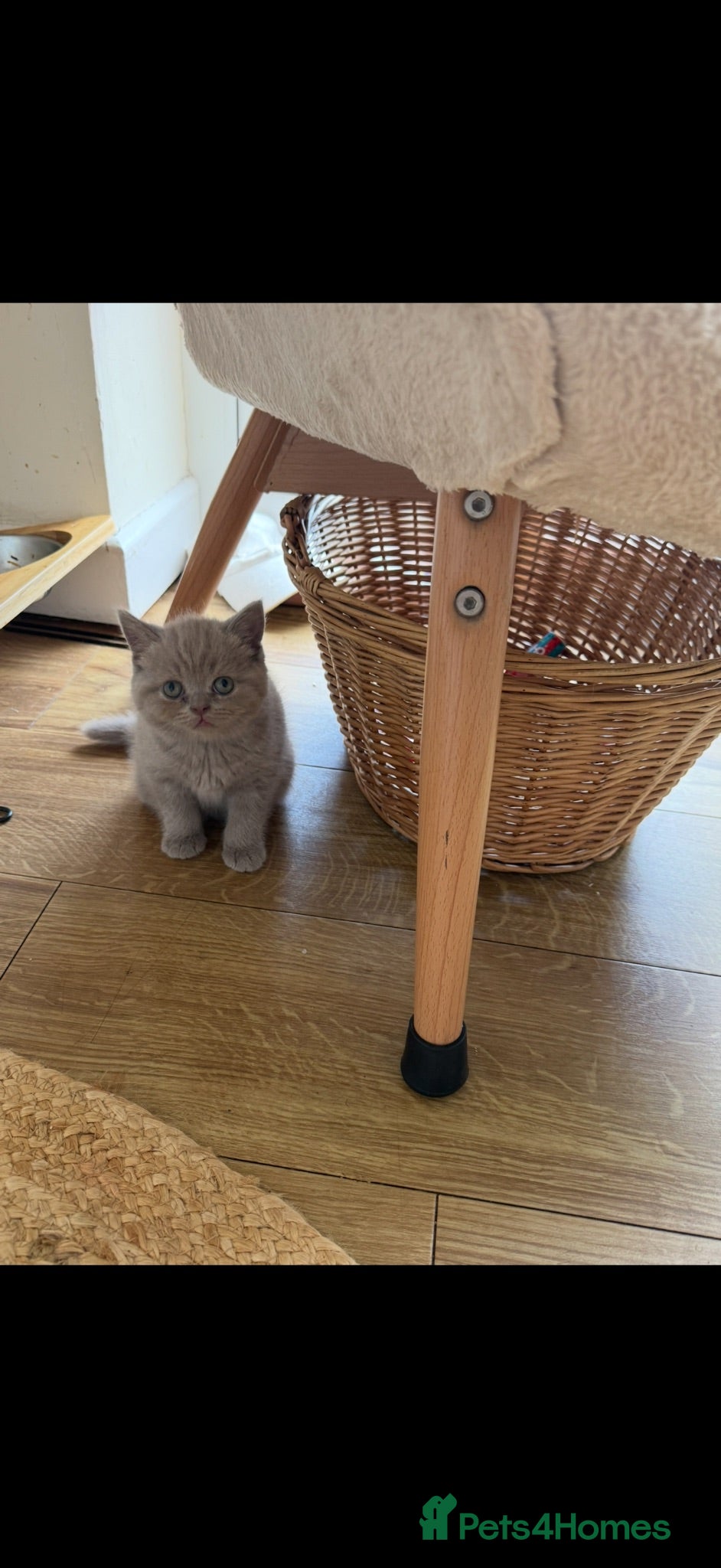 British Shorthair cats Beautiful British shorthair kittens  READY NOW 🐾 - Advert 1