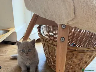 British Shorthair cats Beautiful British shorthair kittens READY NOW 🐾 - Advert 1