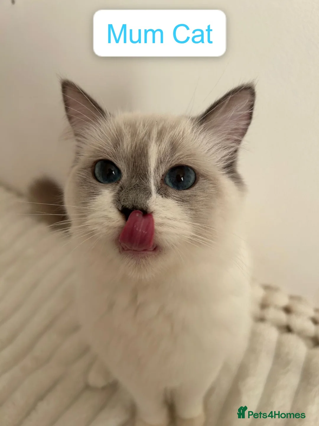 Mixed Breed cats for sale: 3 Kittens - Ragdoll Mix breed - White  - Advert 1