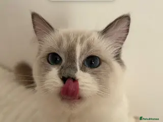 Mixed Breed cats 3 Kittens - Ragdoll Mix breed - White - Advert 1