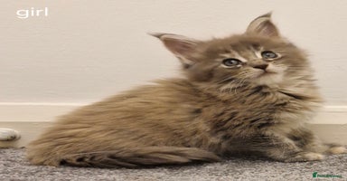Maine Coon cats - Advert 8