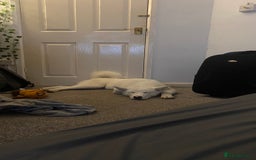 Mixed Breed dogs for sale: White Female Akita  - Image 12