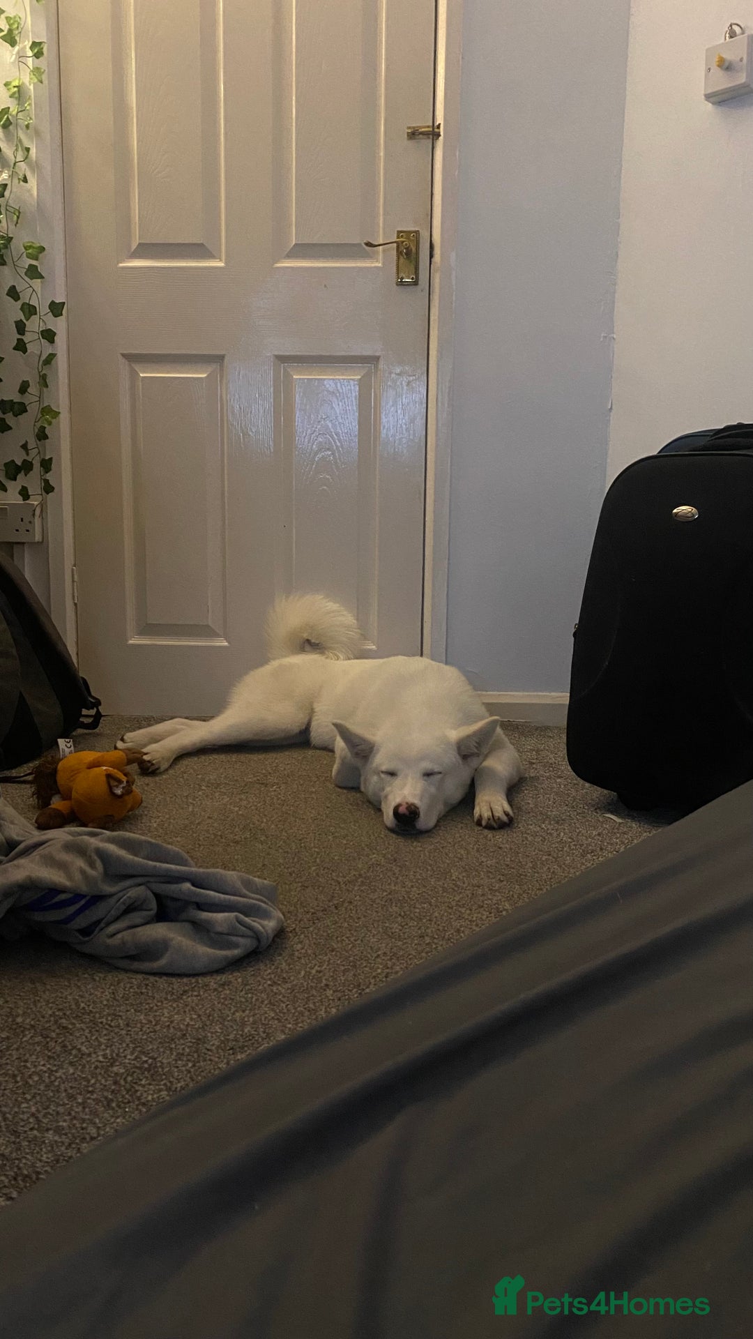 Mixed Breed dogs for sale: White Female Akita  - Image 12