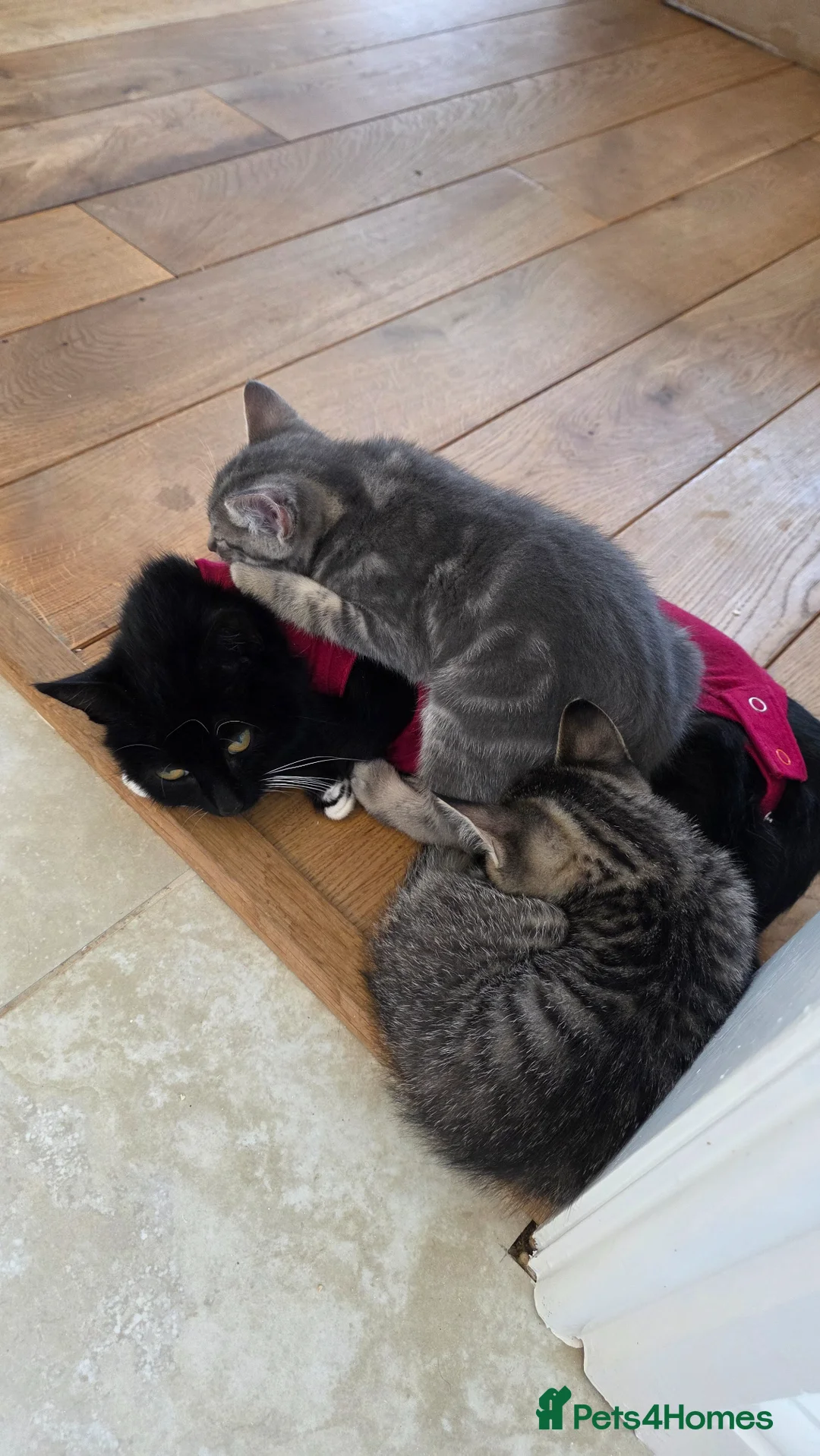 Mixed Breed cats for sale: 🐾 Last male kitten Looking for forever home  - Advert 2