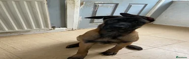 Belgian Shepherd Dog 1