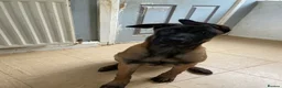 Belgian Shepherd Dog dogs for sale: Belgian Malinois pups  - Advert 14