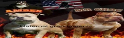 American Bully dogs for sale: Beautiful Pocket Bullies ABKC Registered  - Advert 4