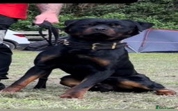 Rottweiler dogs for stud: Working line rottweiler stud - Image 3
