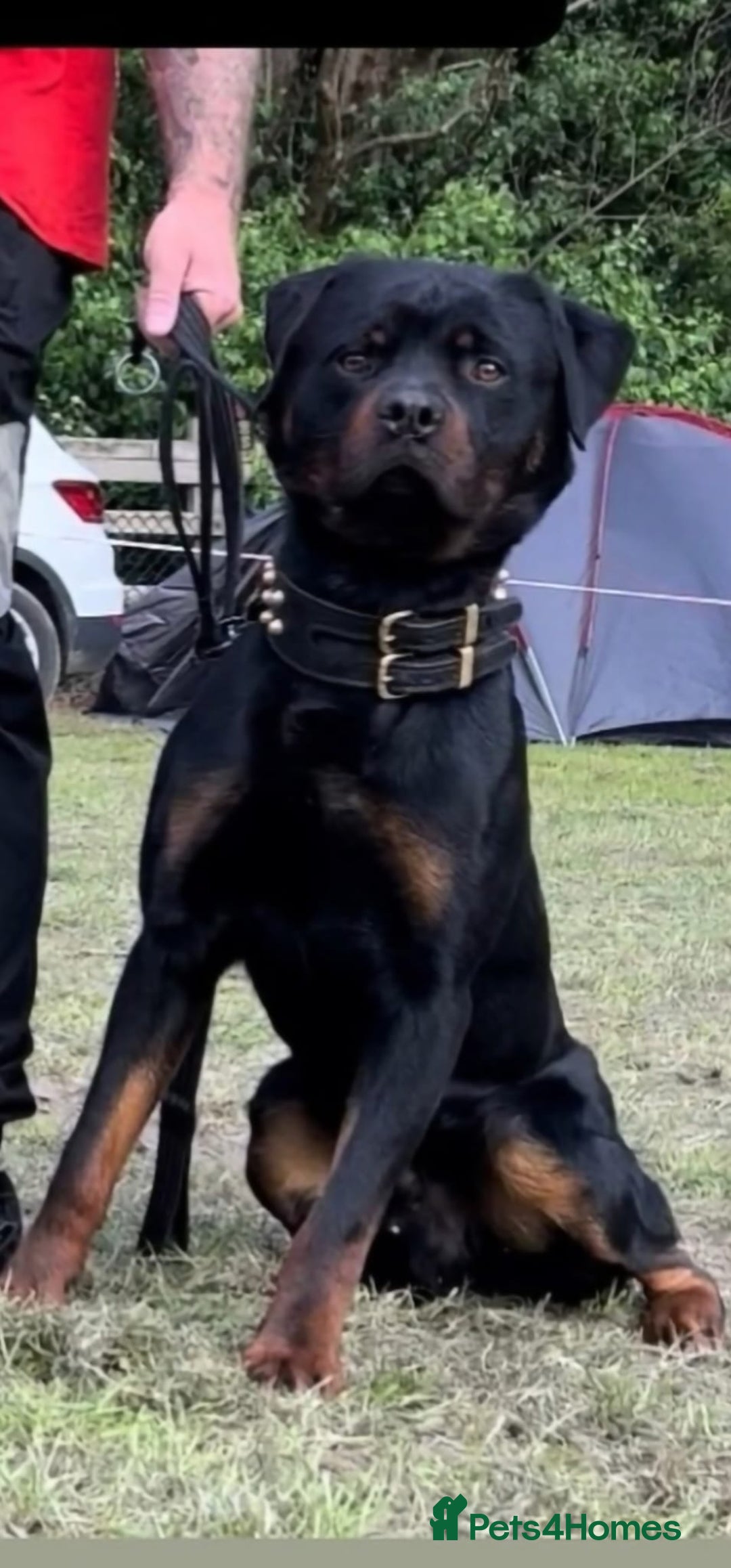 Rottweiler dogs for stud: Working line rottweiler stud - Image 3
