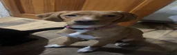 Mixed Breed dogs for sale: fox red lab crossed with pointer in Perth - Advert 3