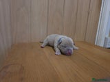 American Bully Puppy 2