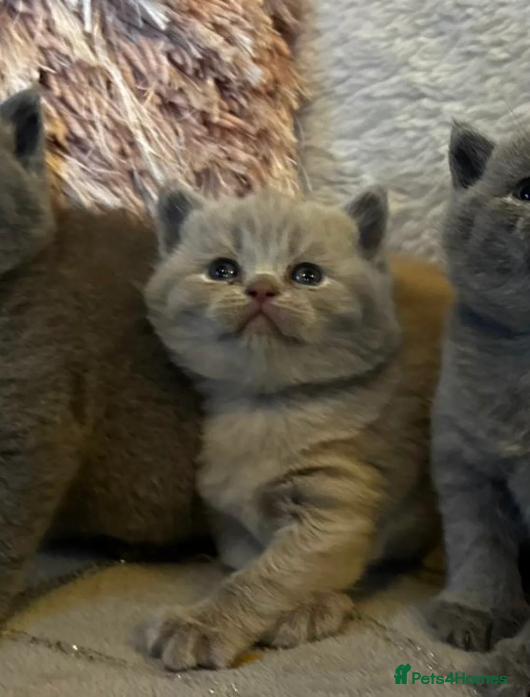 British Shorthair cats for sale: British Short Hair Blue and Lillac Kittens Females - Advert 2