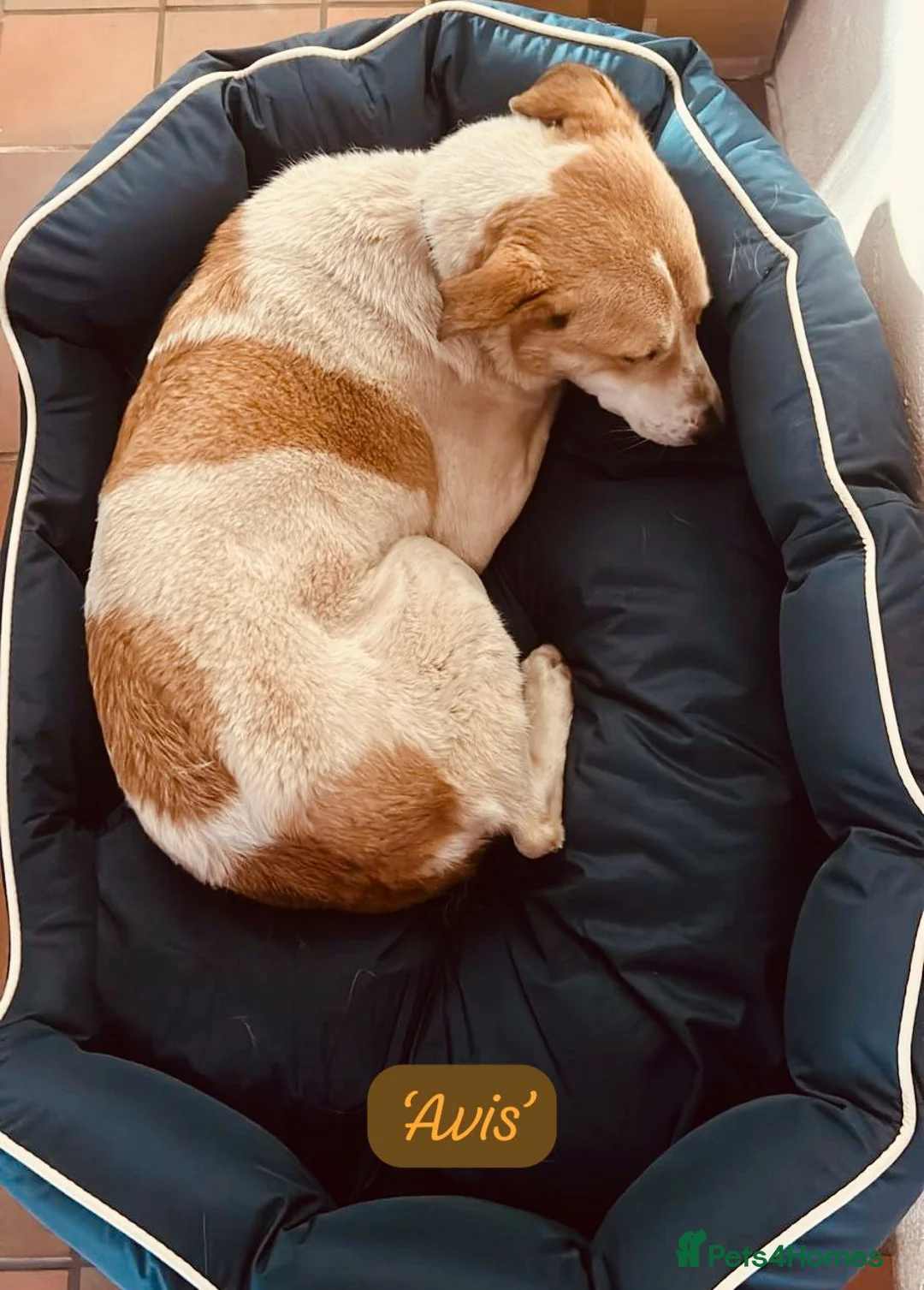 Mixed Breed dogs for adoption: Avis- 20 months - Available Devon area 🇬🇧🇬🇧 - Advert 8