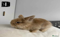Lionhead rabbits for sale: Pure Breed Fluffy Double Mained Lionhead Kits - Image 12