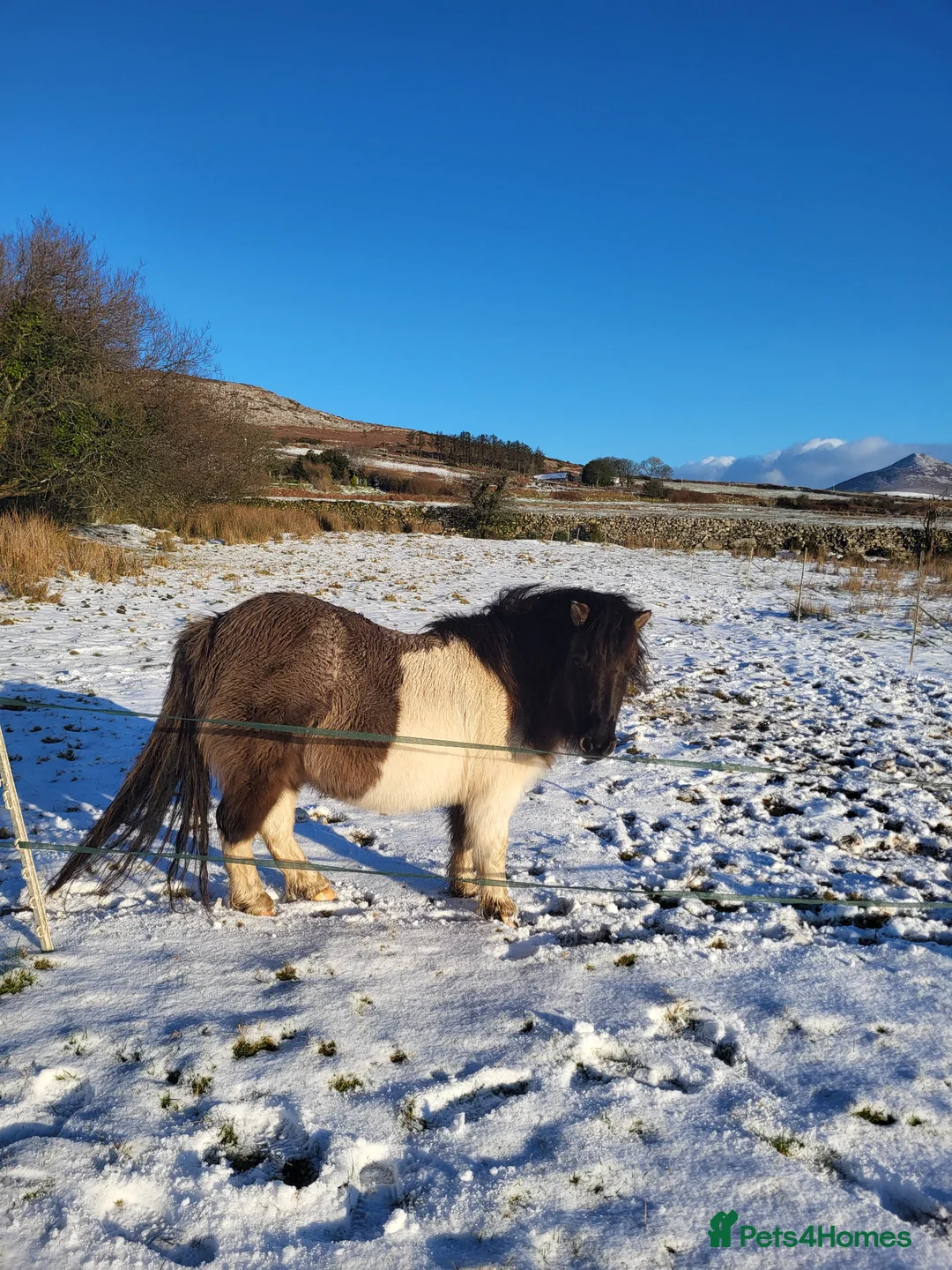 Shetland pony horses for sale: Beautiful SPSBS Registered Standard Shetland Mare in Pwllheli - Advert 2